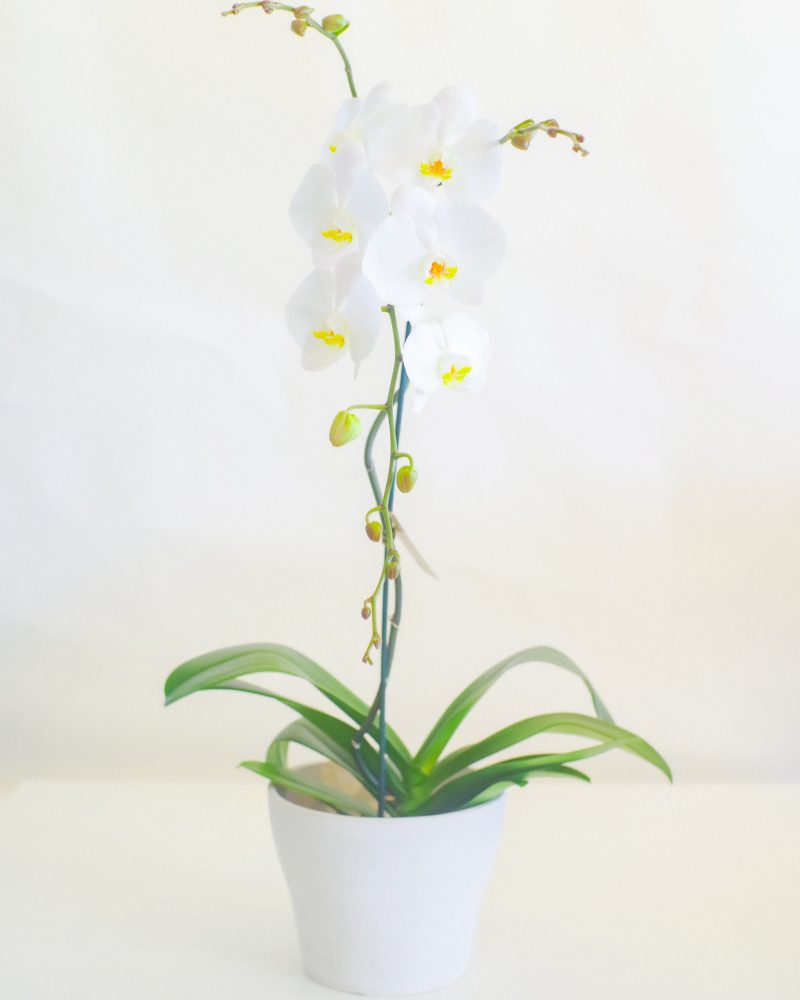 Phalaenopsis Orchid (Pot Plant) - Stylish